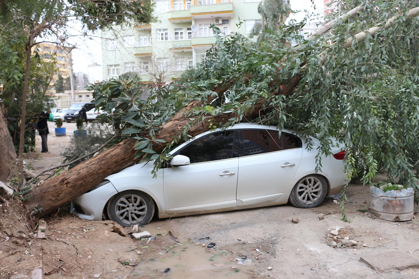 Mardin’de ağaç otomobilin üzerine devrildi